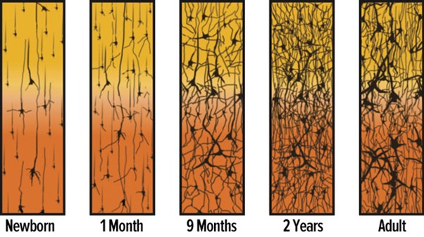 This image illustrates the strengthening of synapsis in the human brain over time from Newborn, 1 Month,  9Months, 2 Years and Adult 
